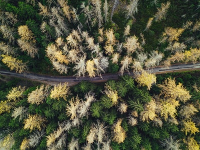 树间道路鸟瞰摄影